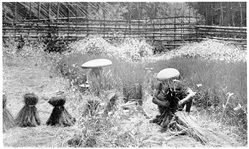 Taking Rice Sprouts from the Seed Beds.