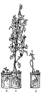 FIG. 163.—Water cultures of buckwheat: 1, with all the
food elements; 2, without potash; 3, without nitrates.