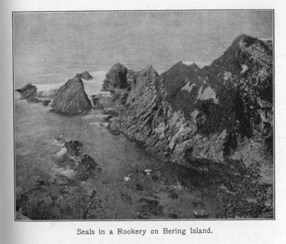 Seals in a Rookery on Bering Island.