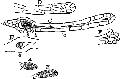 Fig. 61.