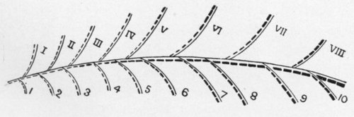 INCLINED PLANE OF ANIMAL BEHAVIOUR