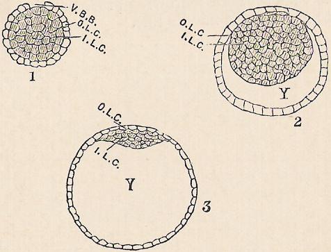 Illustration: Development Section 36.