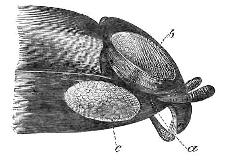 HEAD OF WHIRLIGIG BEETLE, MAGNIFIED.
a. Mouth. b, c. Eye.