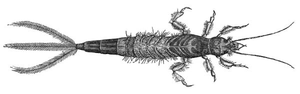 LARVA OF EPHEMERA, OR MAY-FLY, MAGNIFIED TWO DIAMETERS.