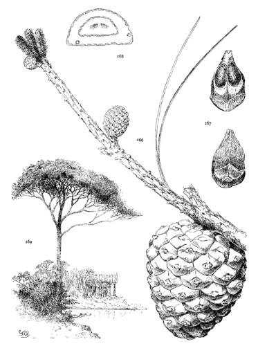 PLATE XVIII. PINUS PINEA