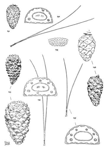 PLATE XXII. P. LUCHUENSIS (191, 192), NIGRA (193-195),
THUNBERGII (196, 197)