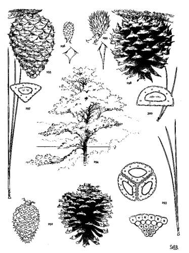 PLATE XXXIV. P. RIGIDA (292-294), SEROTINA (295-297),
PUNGENS (298-300)