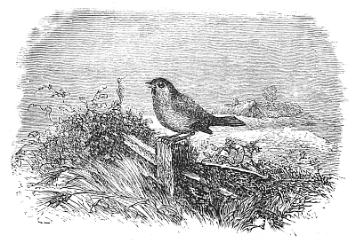 The English Robin.