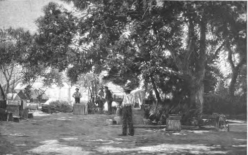 PACKING CHERRIES, POMONA.