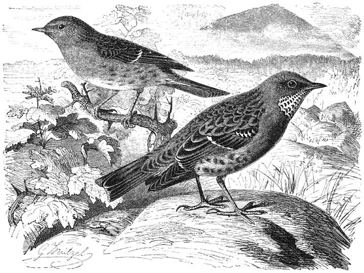 1) Bastaardnachtegaal (Accentor modularis) en 2) Alpen-bastaardnachtegaal
(Accentor collaris). ½ v. d. ware grootte.