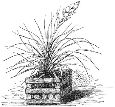 Fig. 141. Tillandsia dianthoïdea.