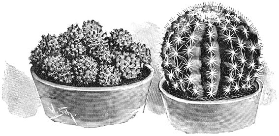 Fig. 197. Mamillaria gracilis. Echinocactus Grusonii.