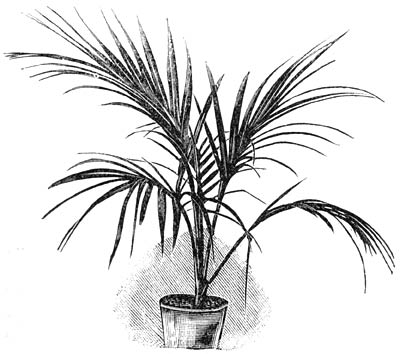 Fig. 230. Areca sapida.