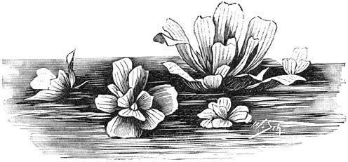 Fig. 263. Pistia Stratiotes.