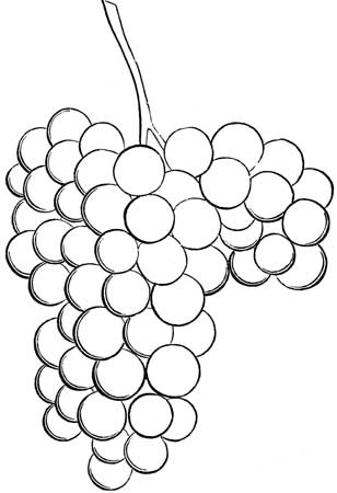 The Rebecca Grape.