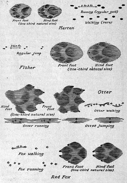 Tracks of Furbearing Animals.