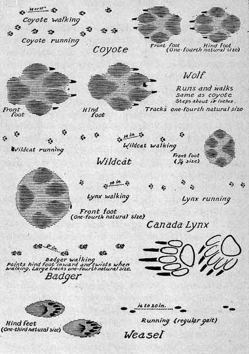 Tracks of Furbearing Animals.