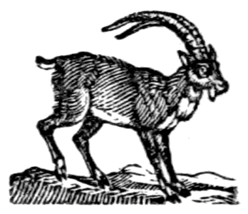 Ibex