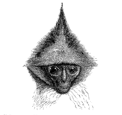 Fig. 70. Head of Semnopithecus rubicundus. This and the following figures (from
Prof. Gervais) are given to shew the odd arrangement and development of the hair on
the head.