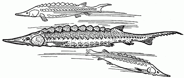 STURGEON.