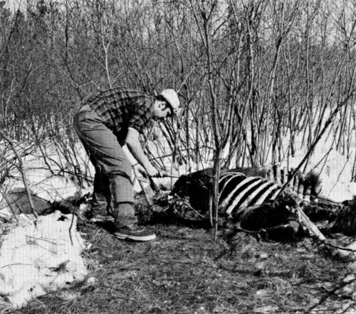 Figure 31.—Only a few wolf-killed moose were
located during the study. (Photo courtesy of Laurence Pringle.)