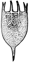 CARAPACE OF ANURÆ STIPITATA.