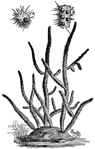 SPONGILLA FLUVIATILIS.