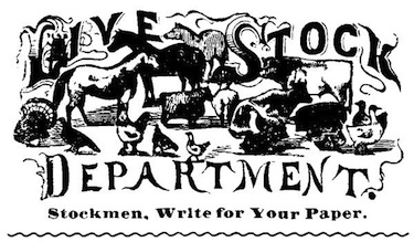 Illustration: Live Stock Department