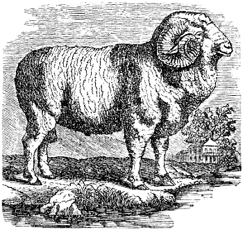 A Merino Ram