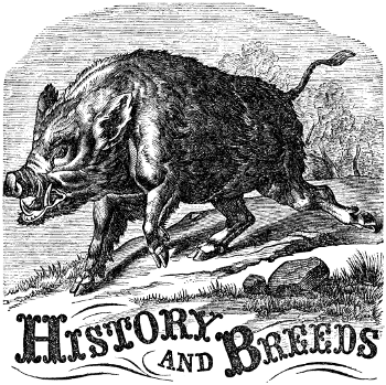 The Wild Boar