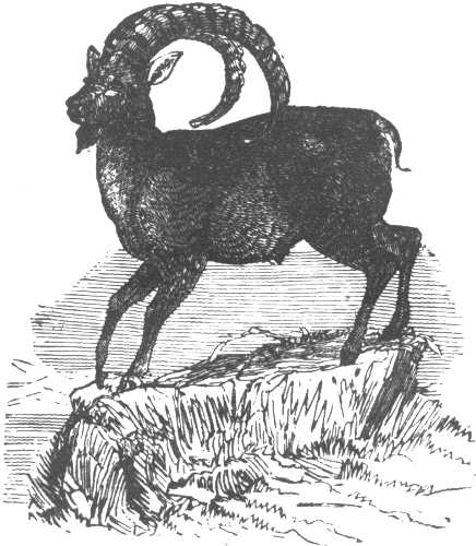 IBEX.