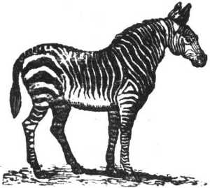 quagga