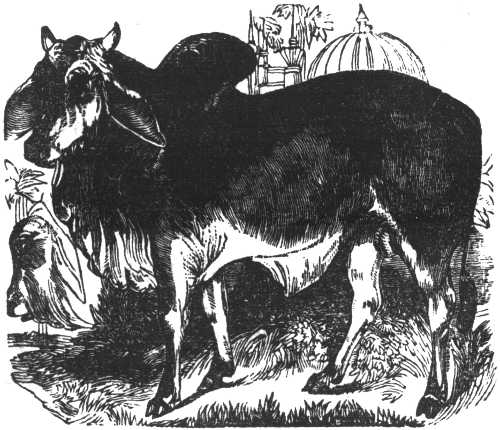 ZEBU.