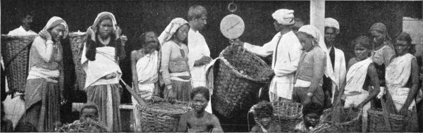 PICKERS HAVING THEIR TEA LEAVES WEIGHED.