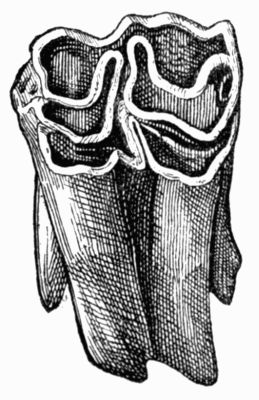 Bison upper molar