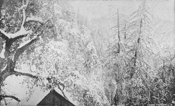 Near Mount Lowe Springs and Alpine Tavern. March, 1896.
Three Quarters of an Hour from Orange Blossoms and Roses.