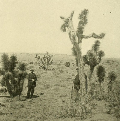 The Joshua Tree.