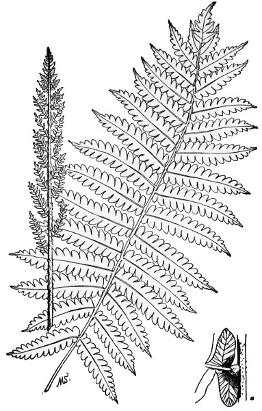 PLATE III
CINNAMON FERN