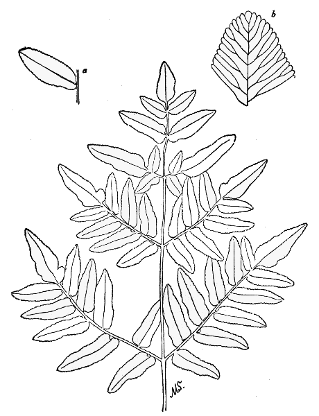 PLATE V
ROYAL FERN