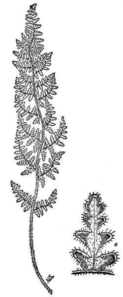 PLATE XIII
HAIRY LIP FERN a  A fruiting pinnule