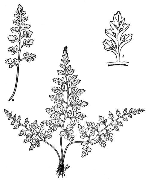 PLATE XVIII
MOUNTAIN SPLEENWORT