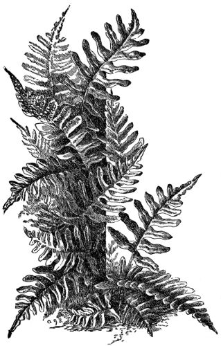 Polypody