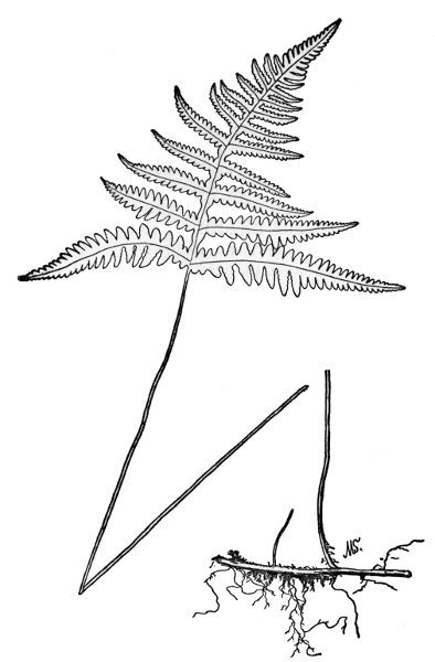 PLATE XXXV
BROAD BEECH FERN