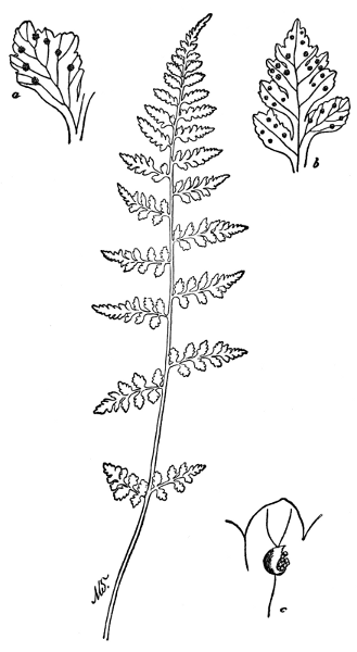 PLATE XXXVIII
FRAGILE BLADDER FERN