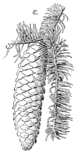 Fig. 241.  Cone of Norway spruce. Half size.