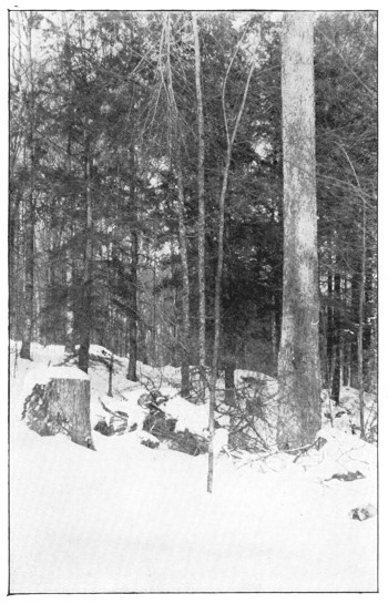 Fig. 287. The bole of a sugar maple grown in a wood.