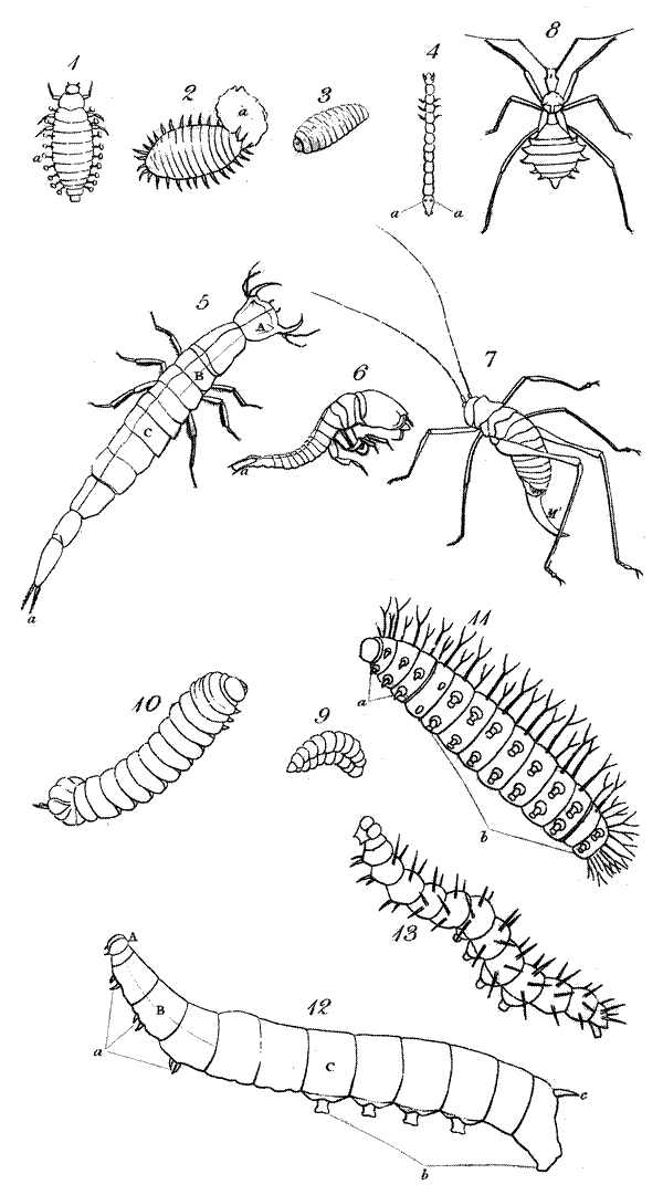 Plate XVIII