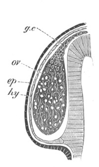 Female gonophore of Tubularia Mesembryanthemum