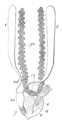 Illustration: Generative system of V. viridis