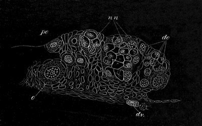 Section through part of Scyllium ovary